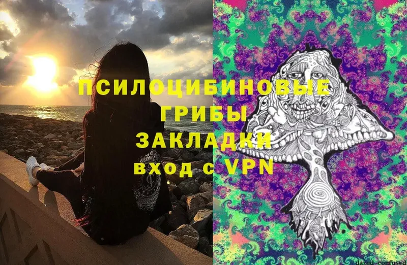 мега tor  где можно купить   Кораблино  Псилоцибиновые грибы Psilocybe 